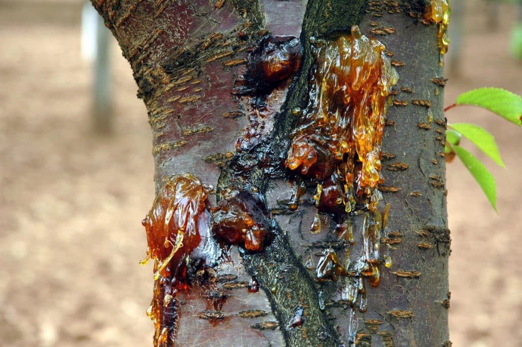 Tree Diseases And Prevention