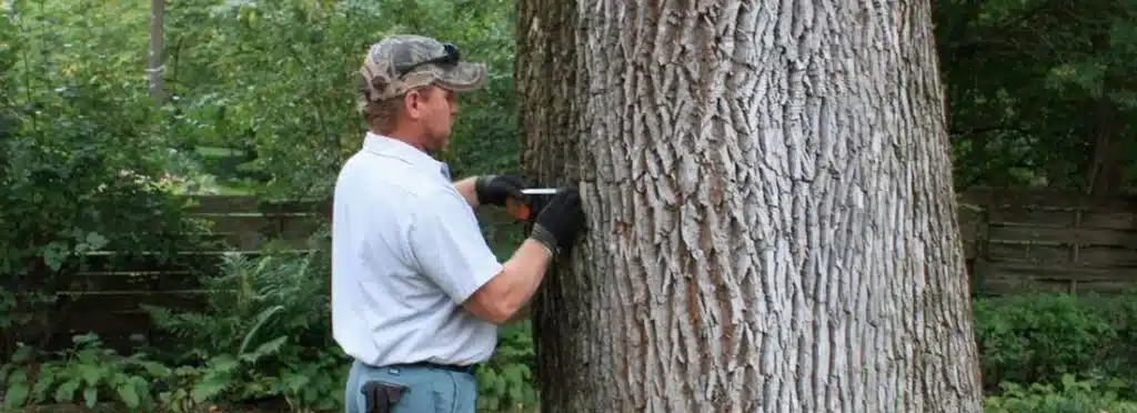 Tree Diseases And Prevention