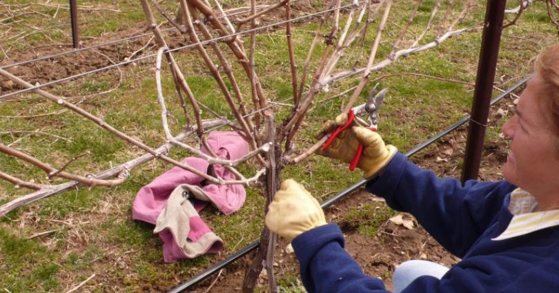 The Best Pruning Techniques For Trees