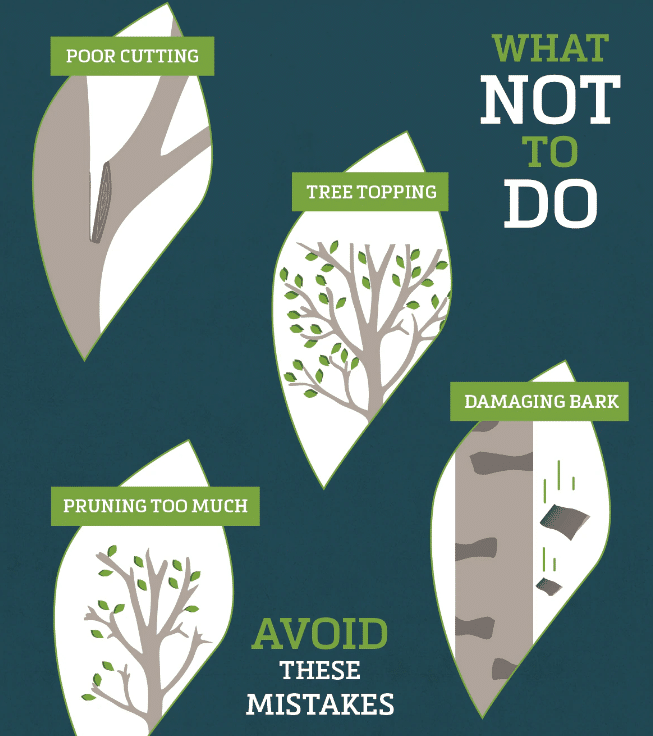 The Best Pruning Techniques For Trees