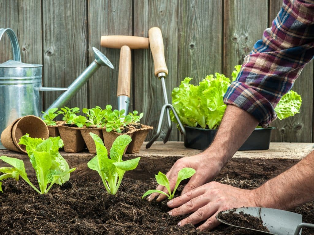 Identifying Deadly Fungi Among Your Plants