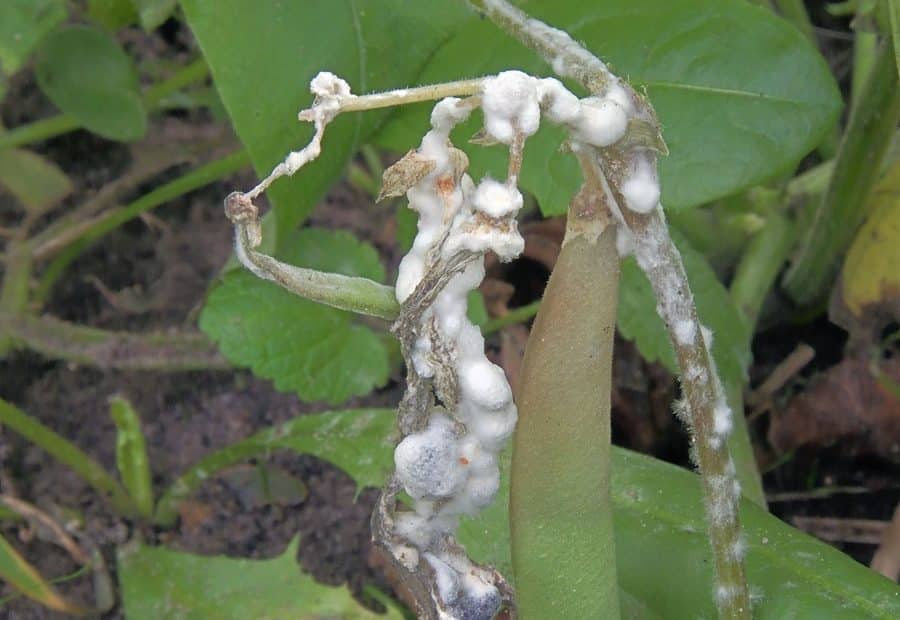 Identifying Deadly Fungi Among Your Plants