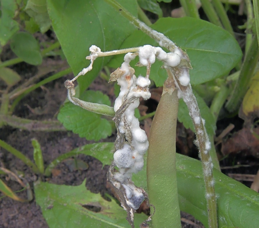 Identifying Deadly Fungi Among Your Plants
