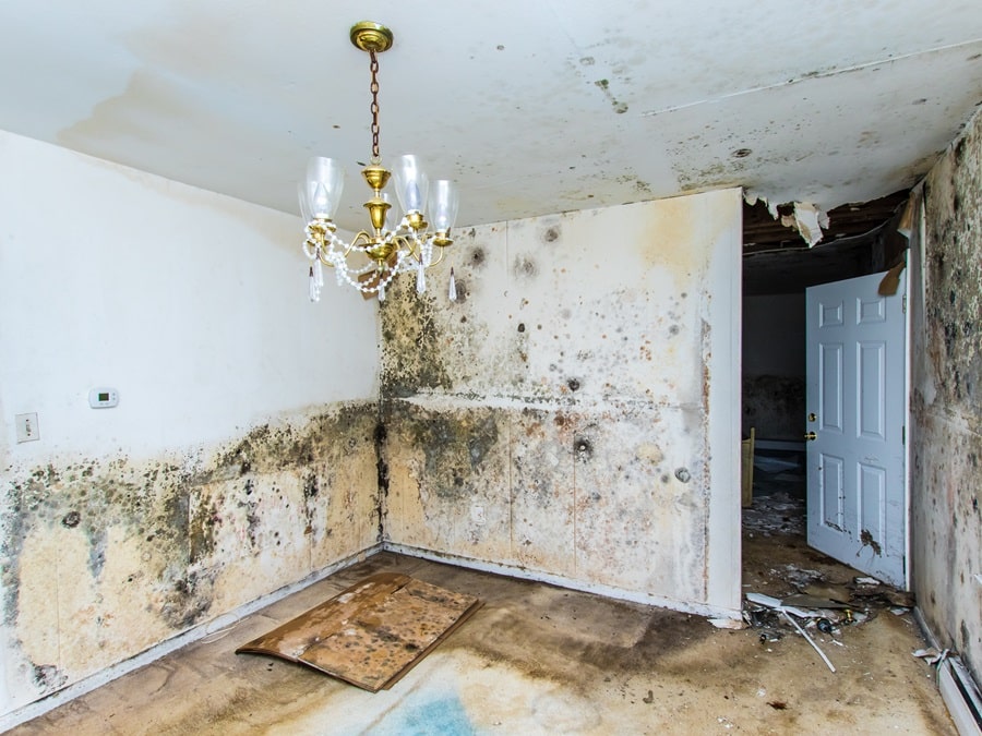How Mold in Your Home Can Be Slowly Poisoning You