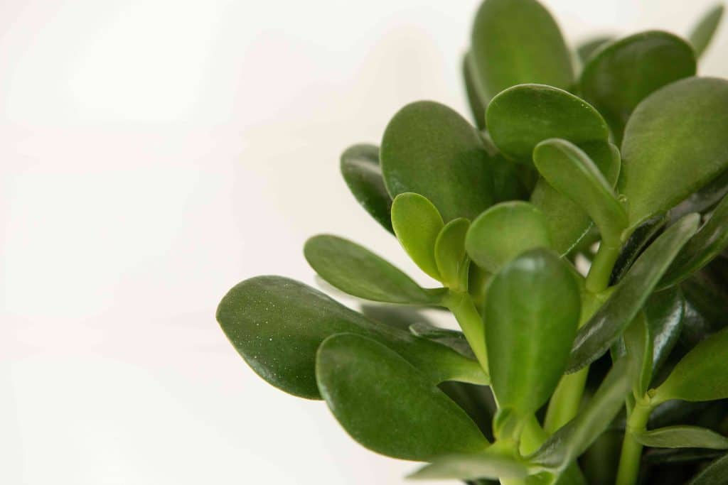 Common Houseplants That Are Deadly To Pets