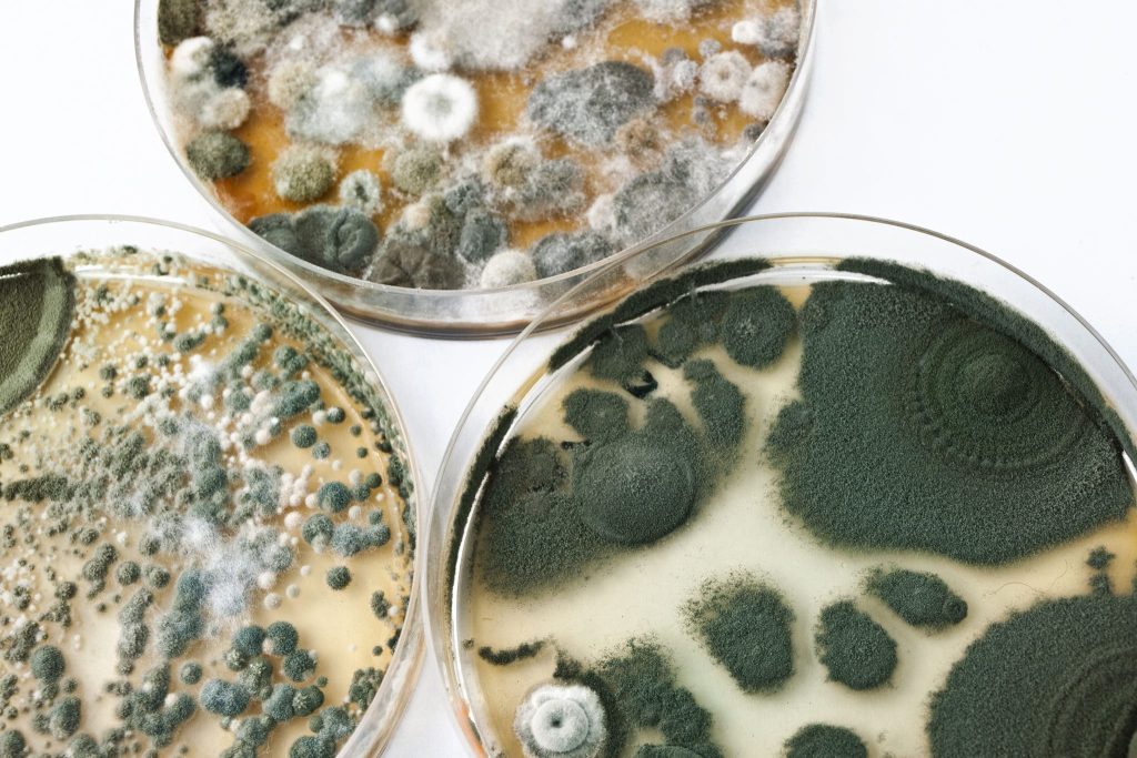 How Mold in Your Home Can Be Slowly Poisoning You