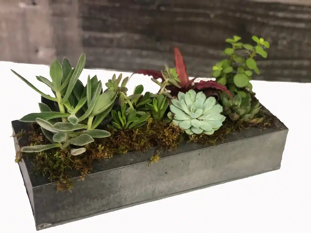 Create Your Own Zen: DIY Home Garden Guide