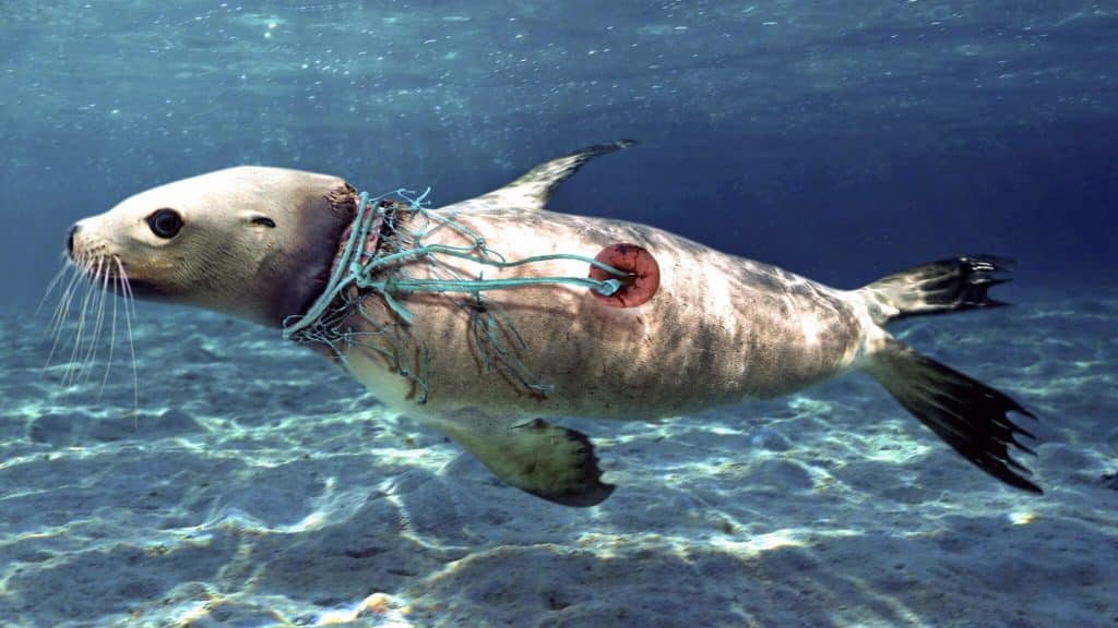 Plastic Pollution And Its Impact On Marine Life