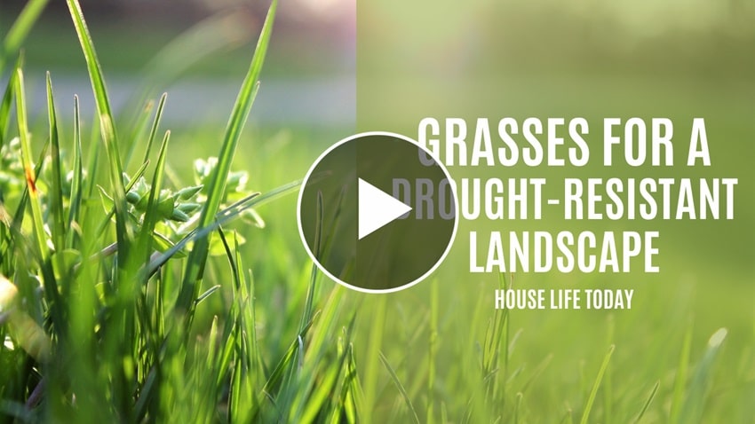Drought-Resistant