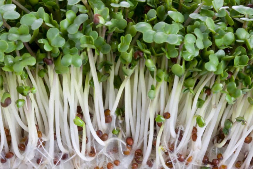 The Best Microgreen Varieties For Your Indoor Garden