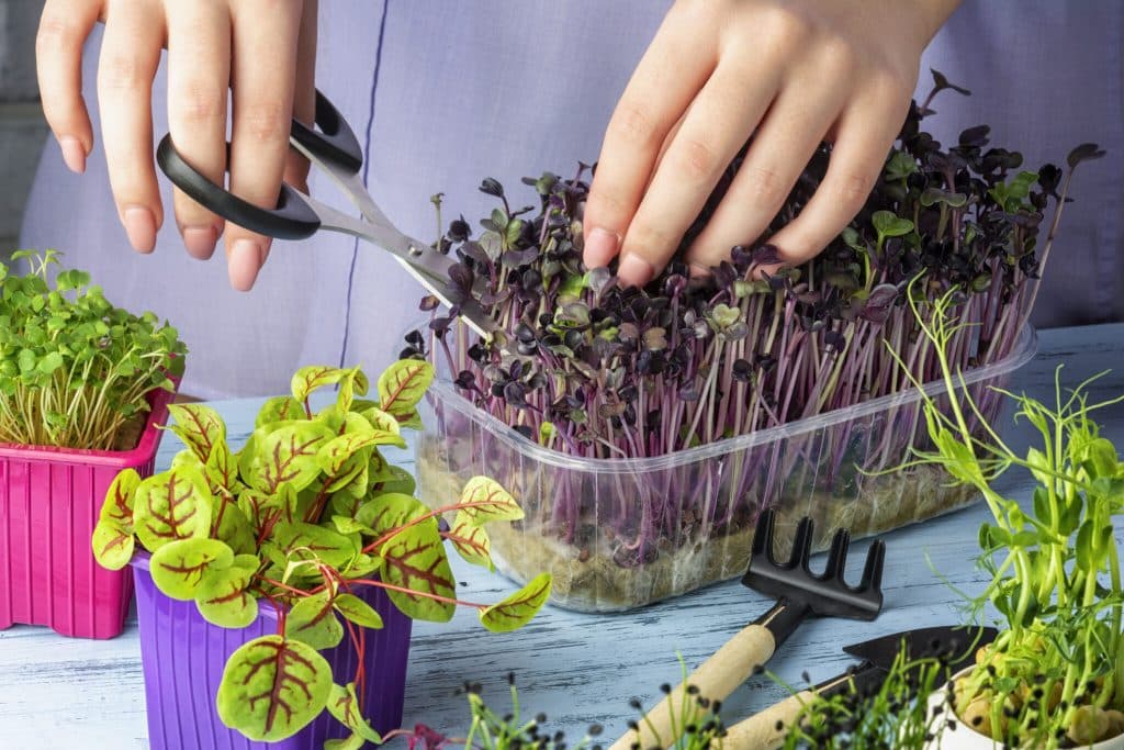 The Best Microgreen Varieties For Your Indoor Garden