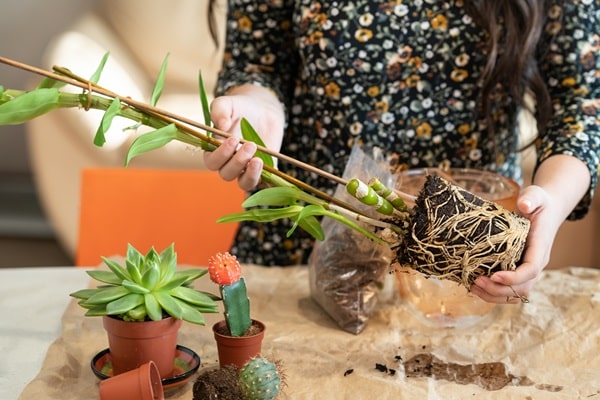 Budget-Friendly DIY Projects