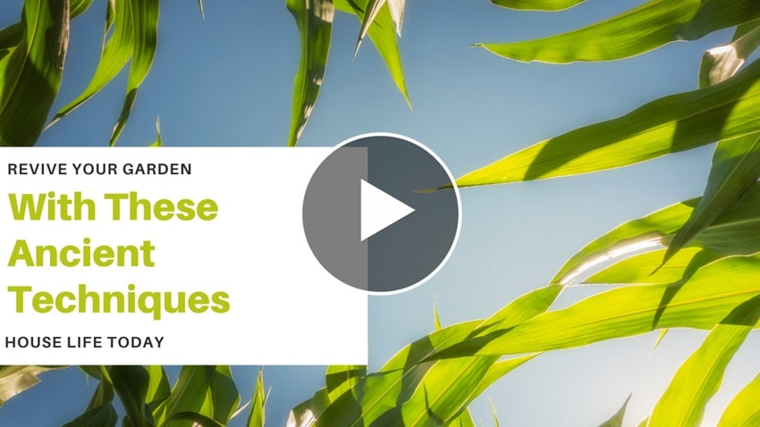 Revive Your Garden with These Ancient Techniques