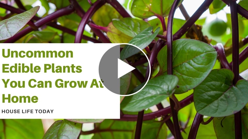 Uncommon Edible Plants