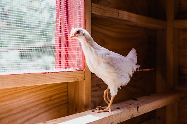 Keeping Backyard Chickens