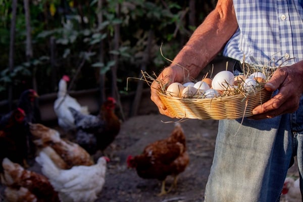 Keeping Backyard Chickens