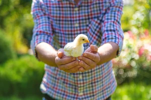 Keeping Backyard Chickens