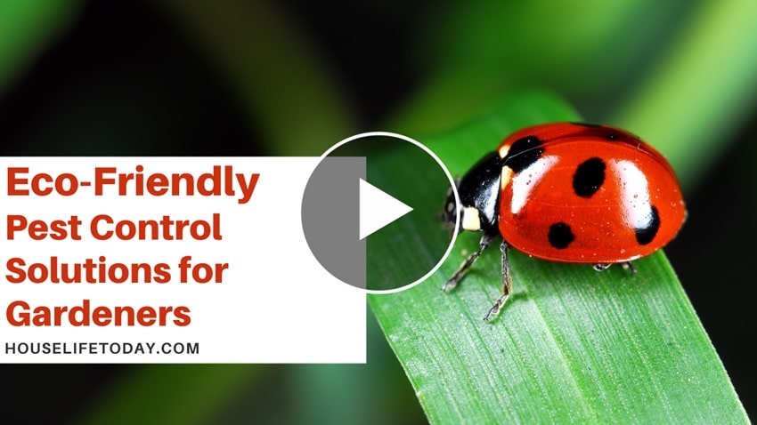 Eco-Friendly Pest Control