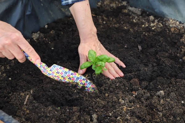 Start Your First Garden