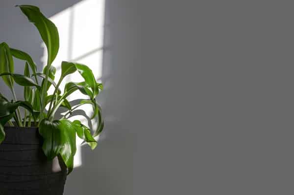 Mistakes That Kill Houseplants