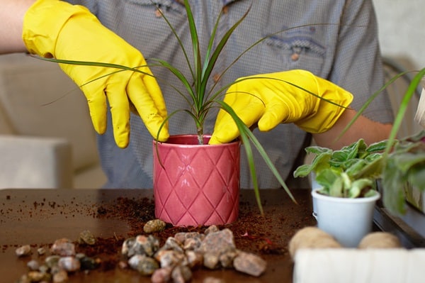 Mistakes That Kill Houseplants