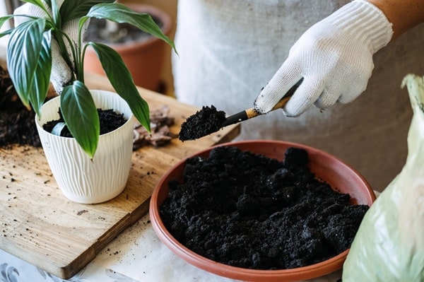 Mistakes That Kill Houseplants