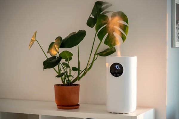 Mistakes That Kill Houseplants