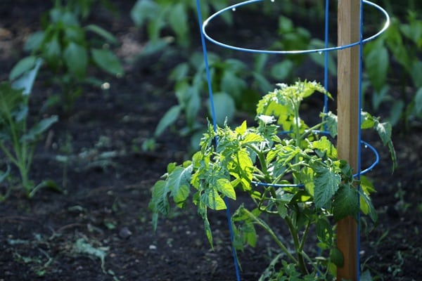 Growing Tomatoes