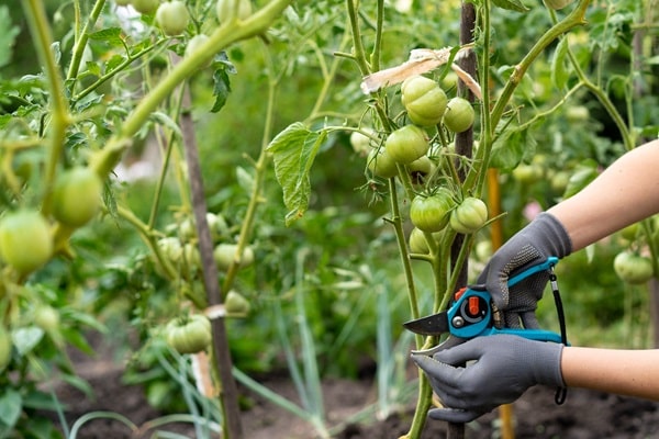 Growing Tomatoes