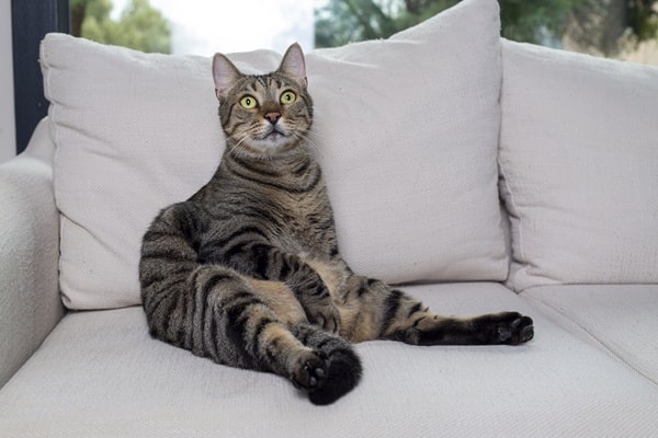 Make Your Home More Pet-Friendly