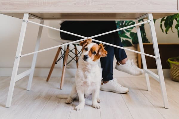 Make Your Home More Pet-Friendly