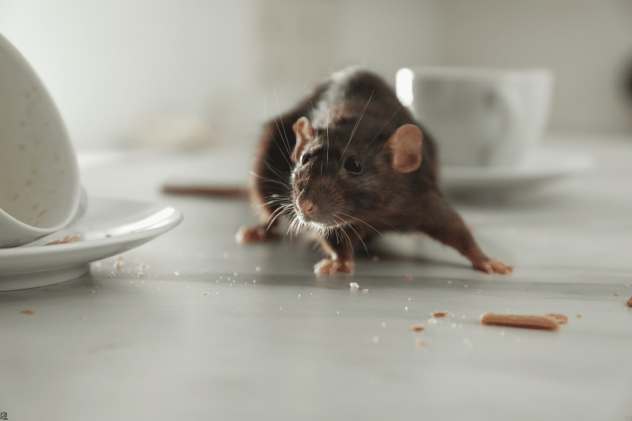 Prevent Rodent Infestations