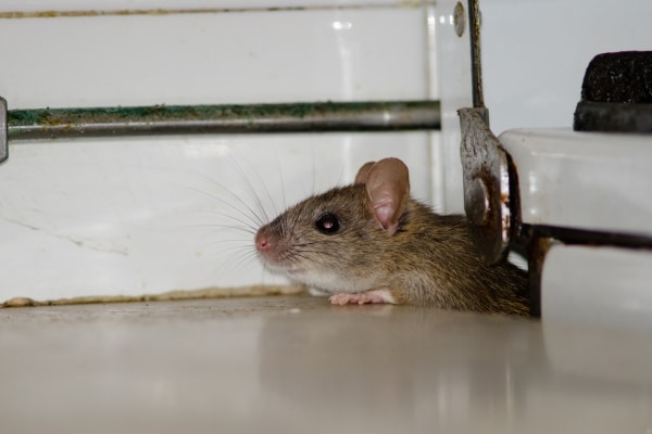 Prevent Rodent Infestations