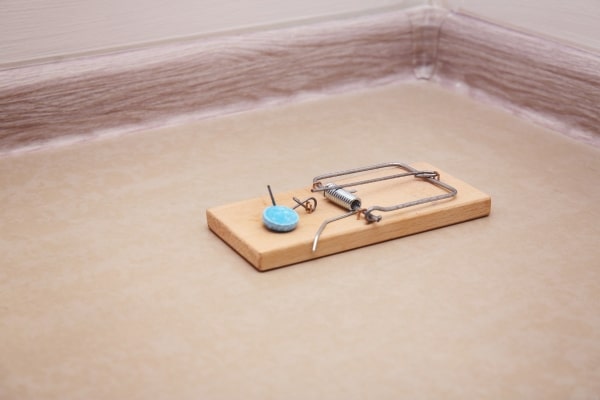 Prevent Rodent Infestations