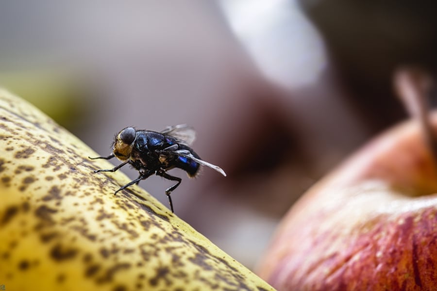Reasons Flies Are Invading Your Kitchen